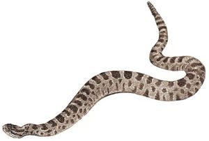 Massasauga Rattle Snake
