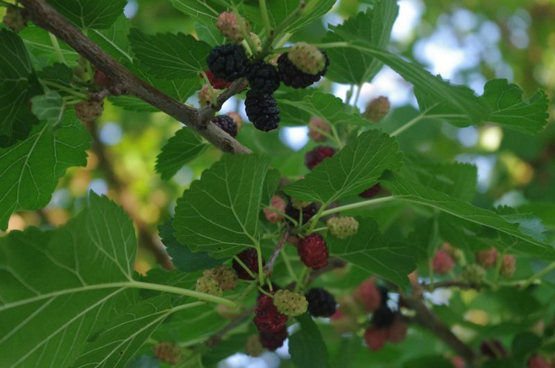 Red Mulberries
