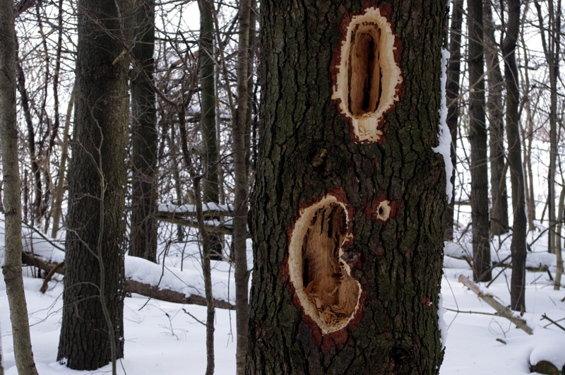 White Pine with Pileated Woodpecker Holes