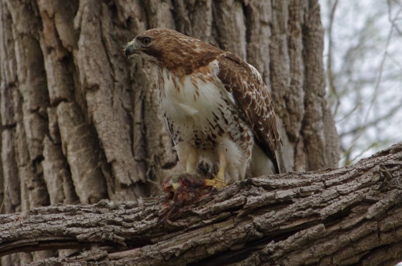 Female Red-Tailed Hawk Eating Gosling
