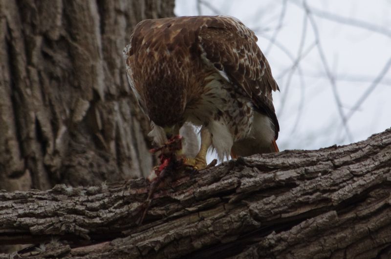 Female Red-Tailed Hawk Eating Gosling
