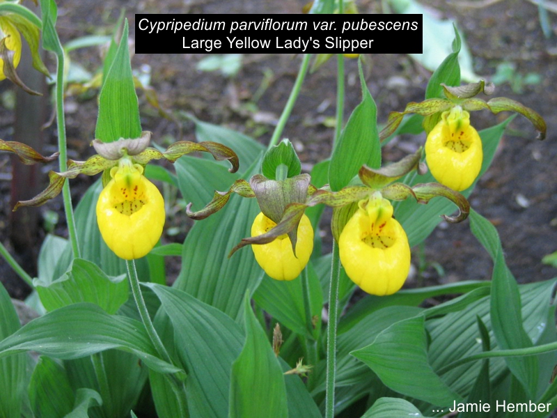 Yellow Lady's Slippers