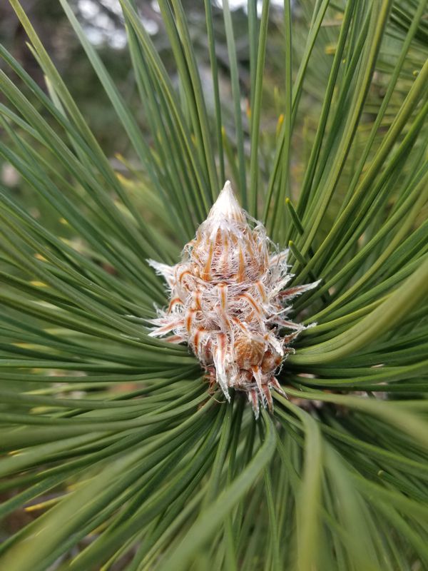 Female Flower of Black Pine