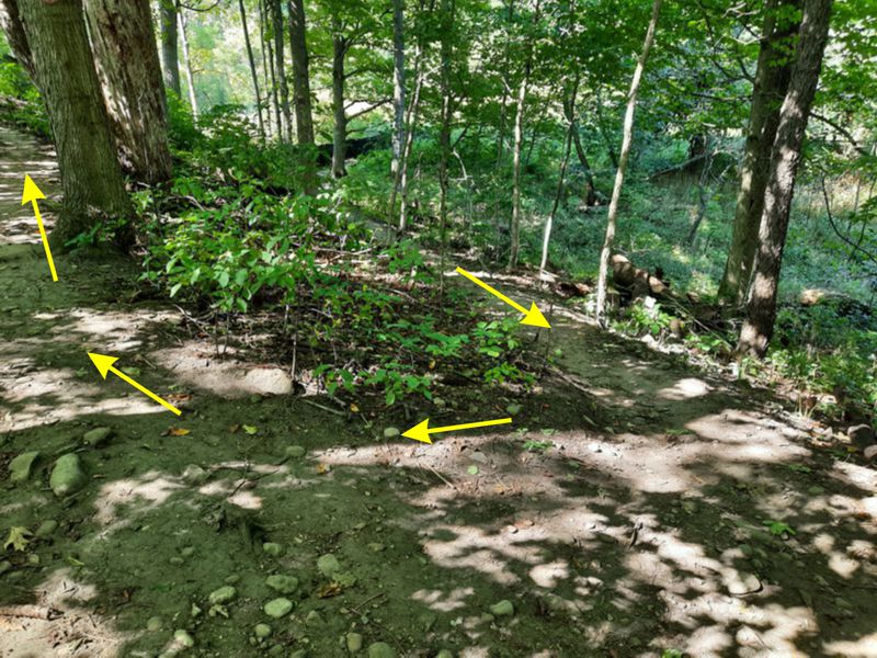 Junction of Barker's Bush Main Loop and Barker's Bush Short Loop