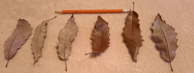 Chinquapin Oak Leaves