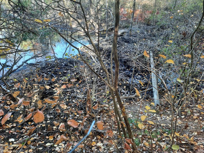 Beaver Dam Beaver Dam