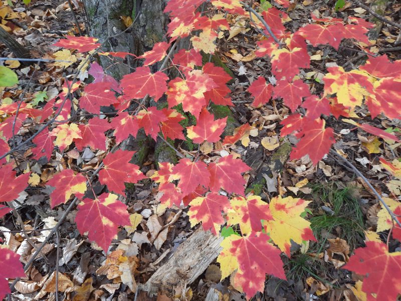 Fall maple leaves Fall maple leaves