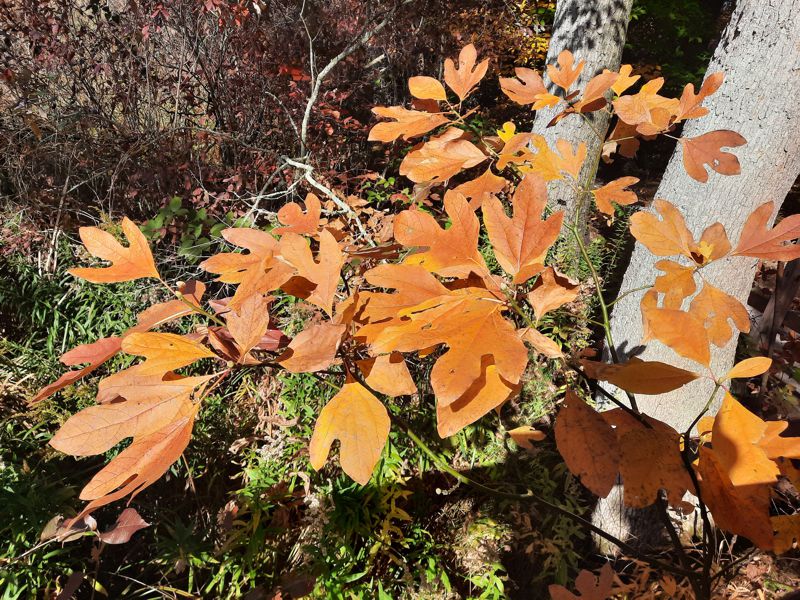 Mitten Tree Mitten Tree