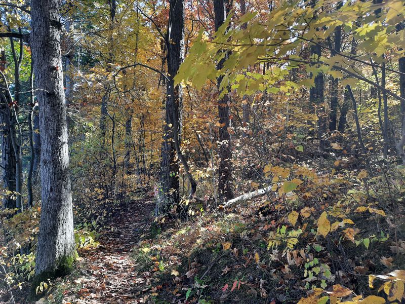 Fall Trail Fall Trail