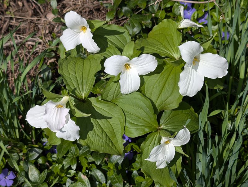 Trillium
