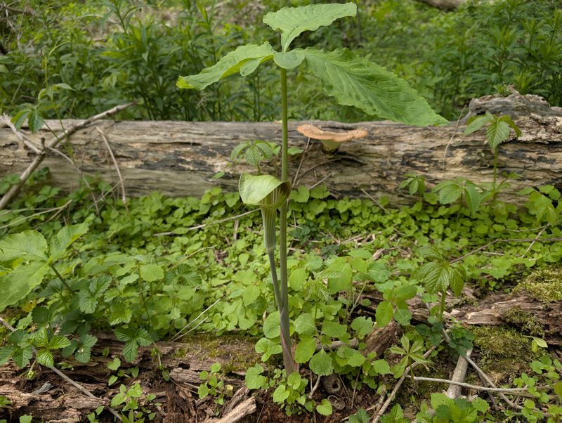 Jack-in-the-Pulpit