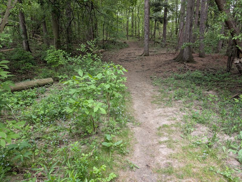 Woodlot, Lakeside Park