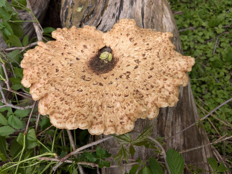 Dryad's Saddle fungus