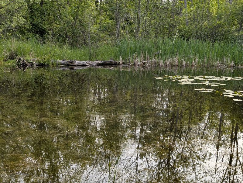 Lakeside Park pond