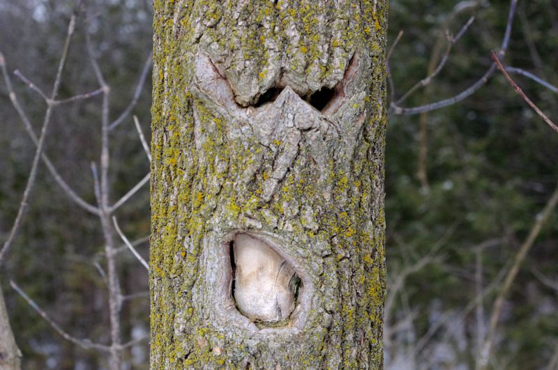 Angry Tree