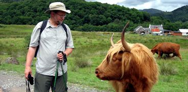 Hiker and Highland Coo