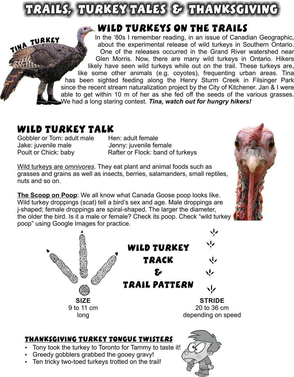 Wild Turkey Information